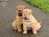PoulaTo: Shar Pei Diathésima arseniká kai thilyká.